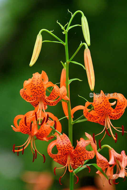 百合/虎百合花